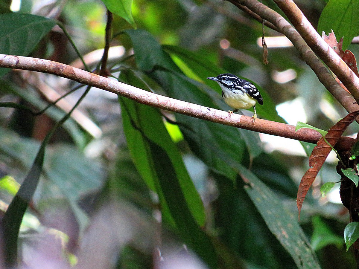 Moustached Antwren - ML611901079