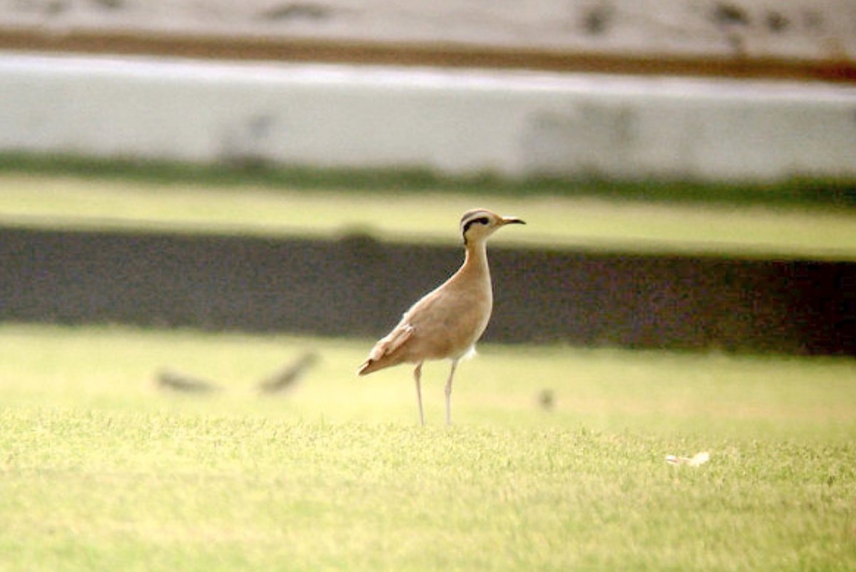 Cream-colored Courser - ML611901128