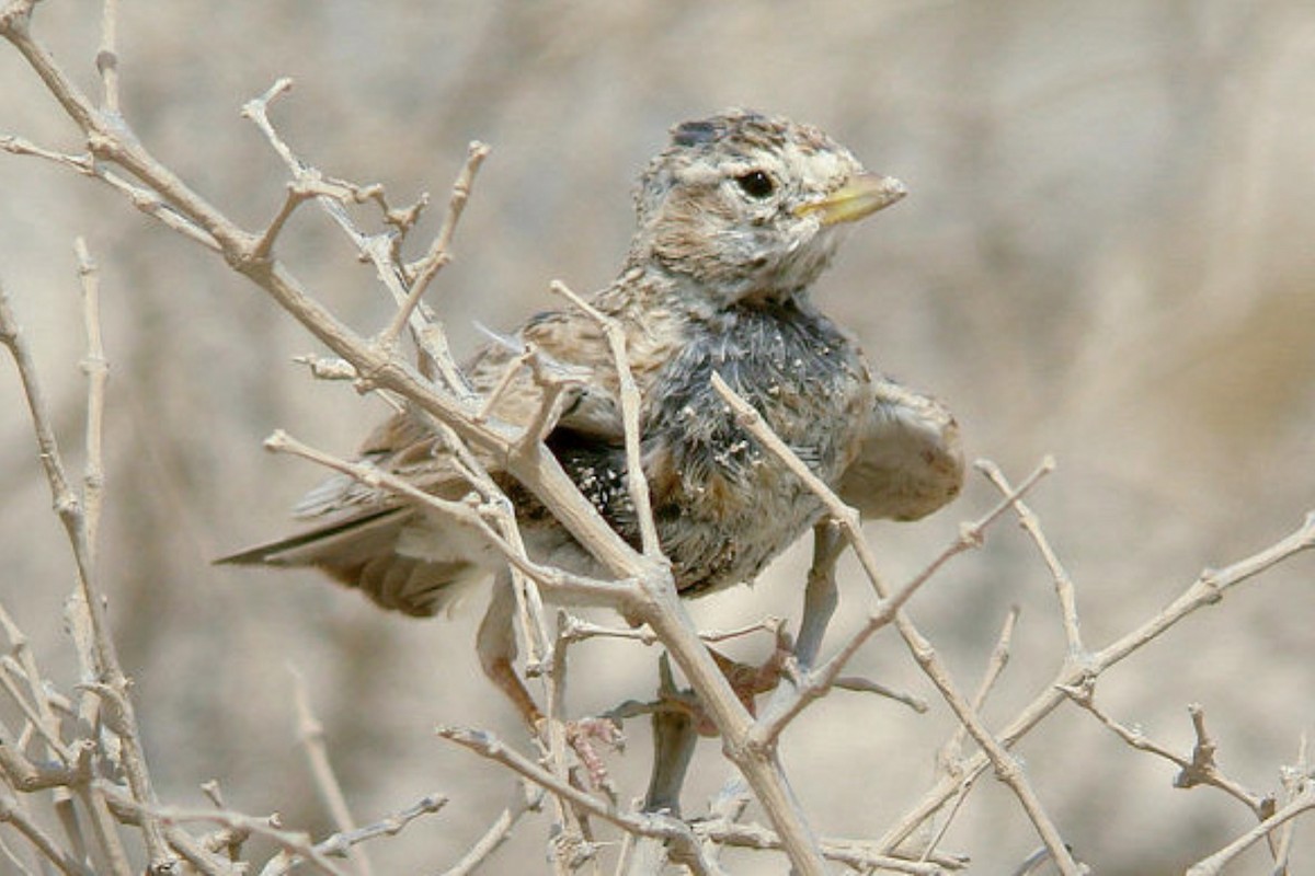 Turkestan Short-toed Lark - Tommy Pedersen