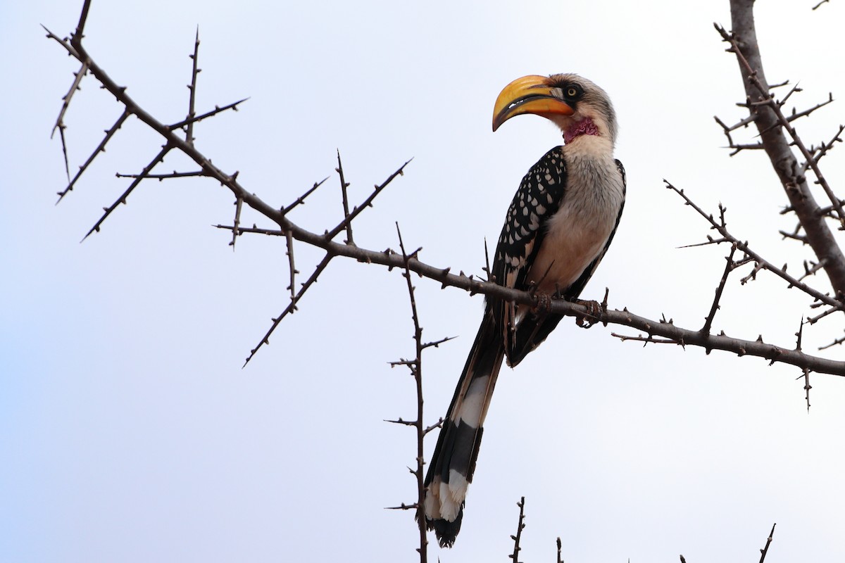 Eastern Yellow-billed Hornbill - ML611901189