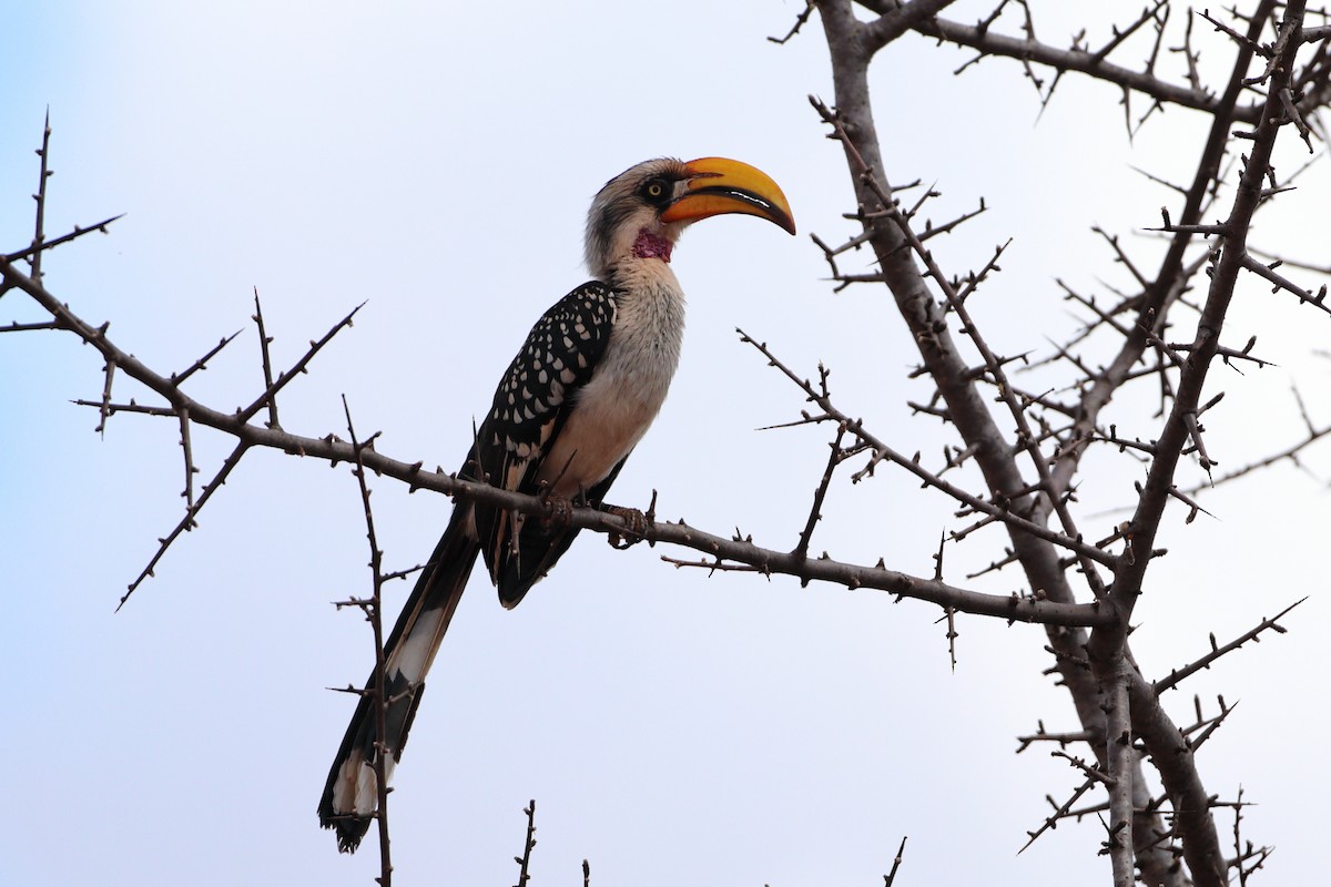 Eastern Yellow-billed Hornbill - ML611901190