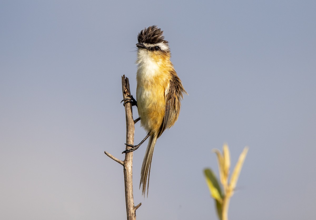 Sharp-tailed Tyrant - ML611901262