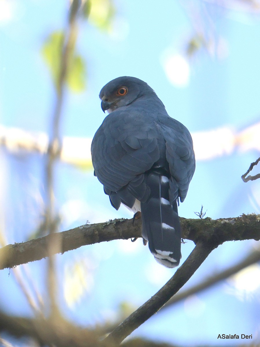 African Goshawk (Eastern) - Fanis Theofanopoulos (ASalafa Deri)