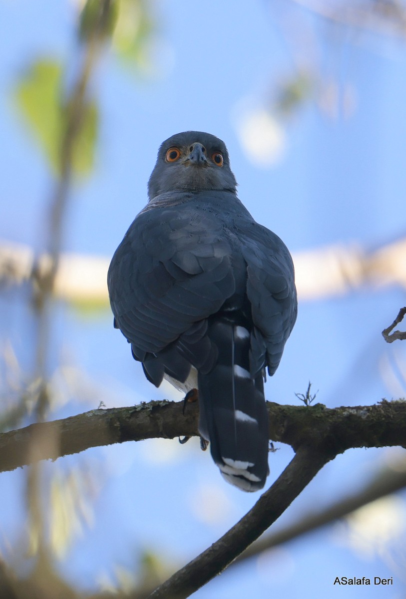 African Goshawk (Eastern) - ML611901303