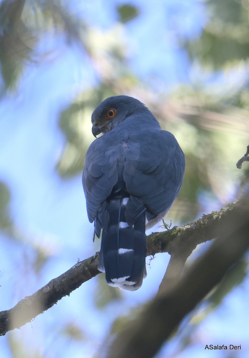 African Goshawk (Eastern) - ML611901304