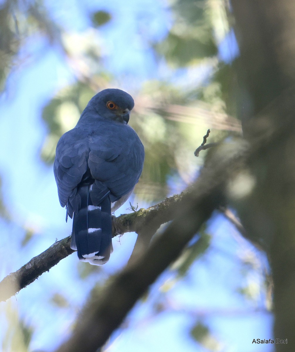 African Goshawk (Eastern) - ML611901305