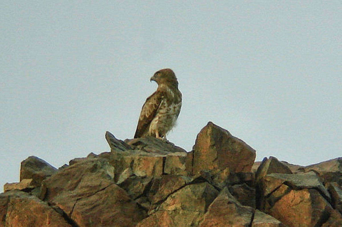 Short-toed Snake-Eagle - Tommy Pedersen