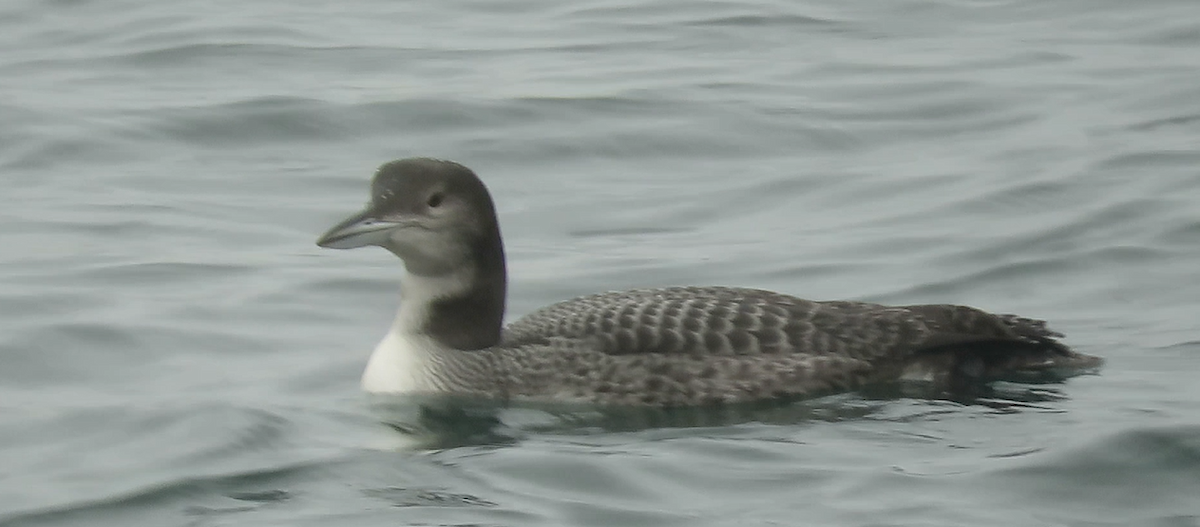 Common Loon - Serena Brown