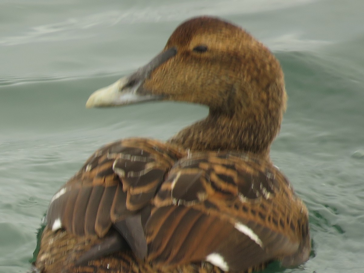 Common Eider - Serena Brown