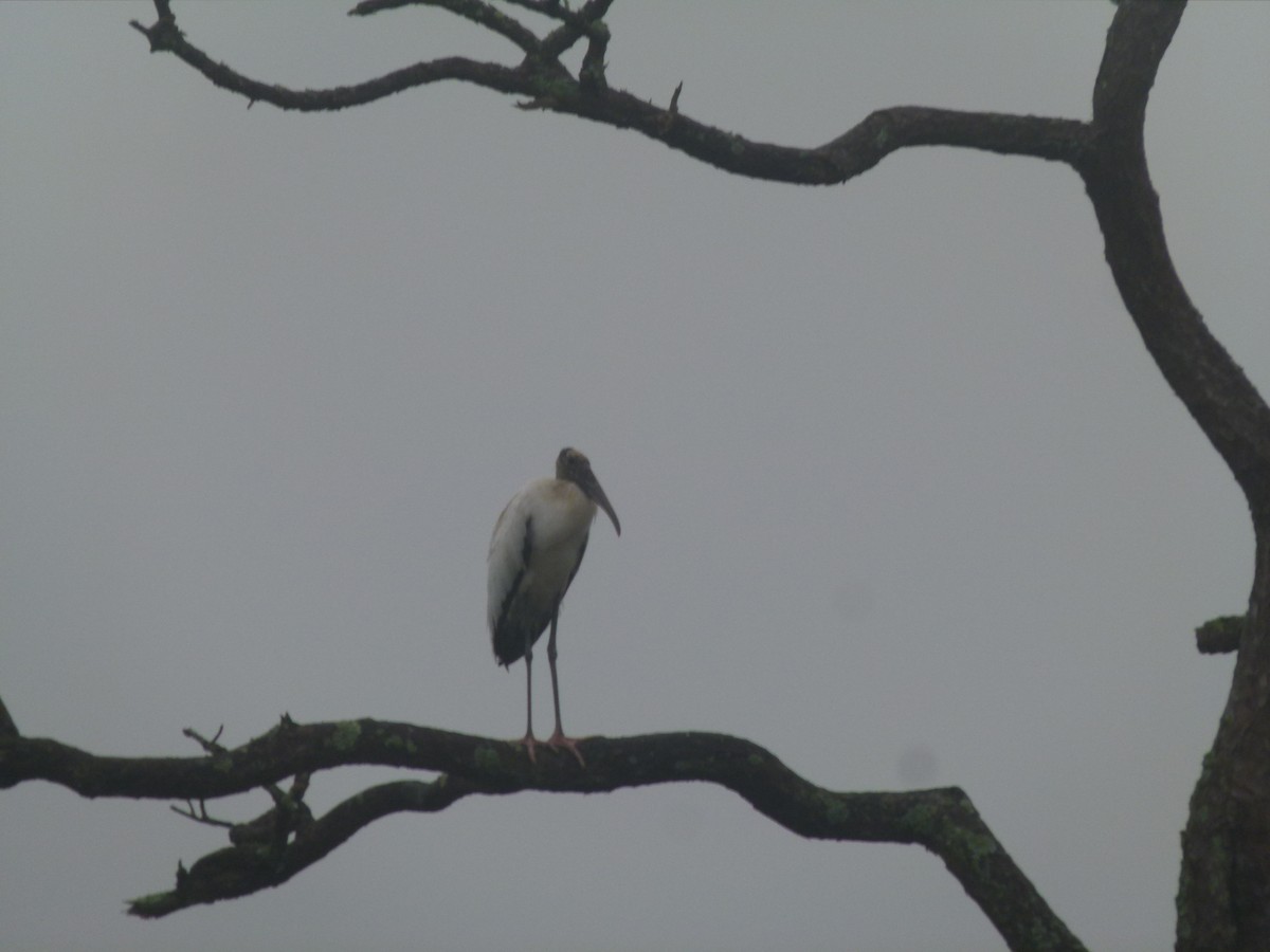 Wood Stork - ML611901438