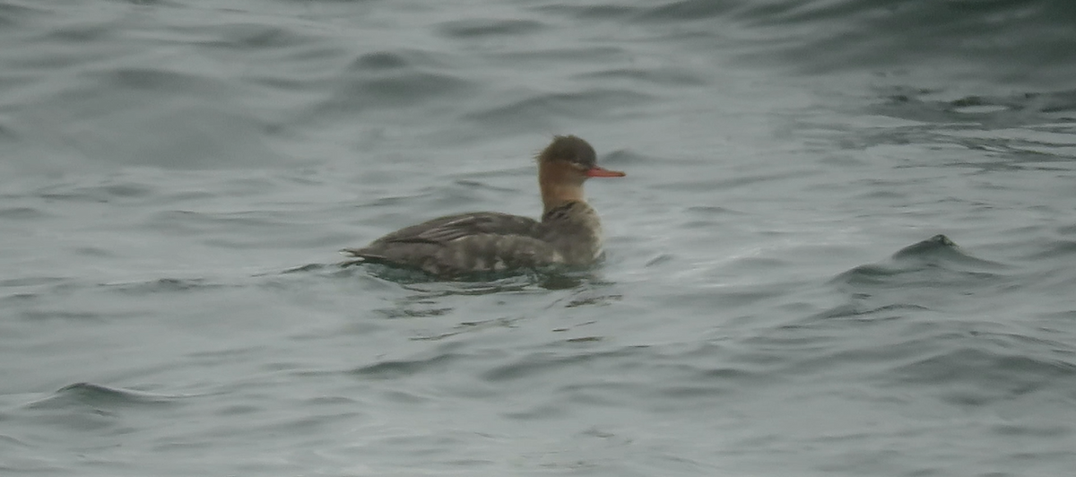 Red-breasted Merganser - ML611901440