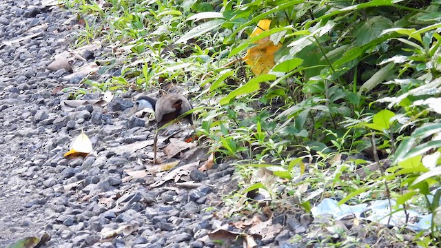 White-breasted Waterhen - ML611901453