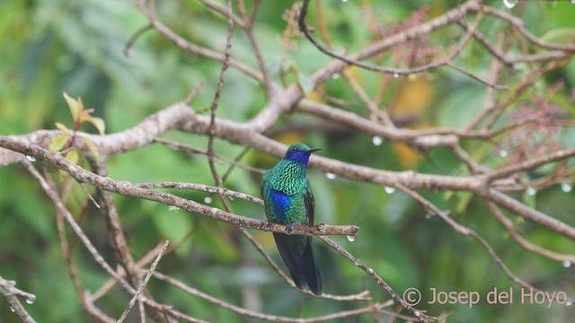 Colibrí Rutilante - ML611901468