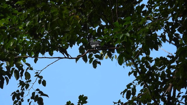 Andaman Cuckooshrike - ML611901585