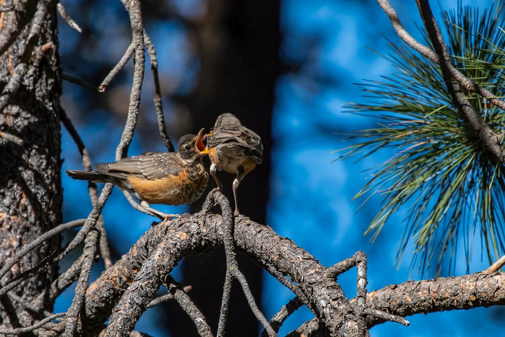 American Robin - ML611901603