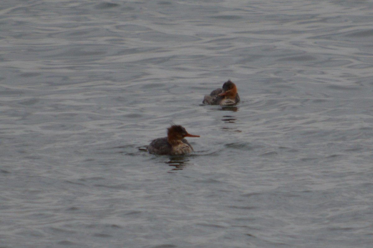 merganser sp. - ML611901709
