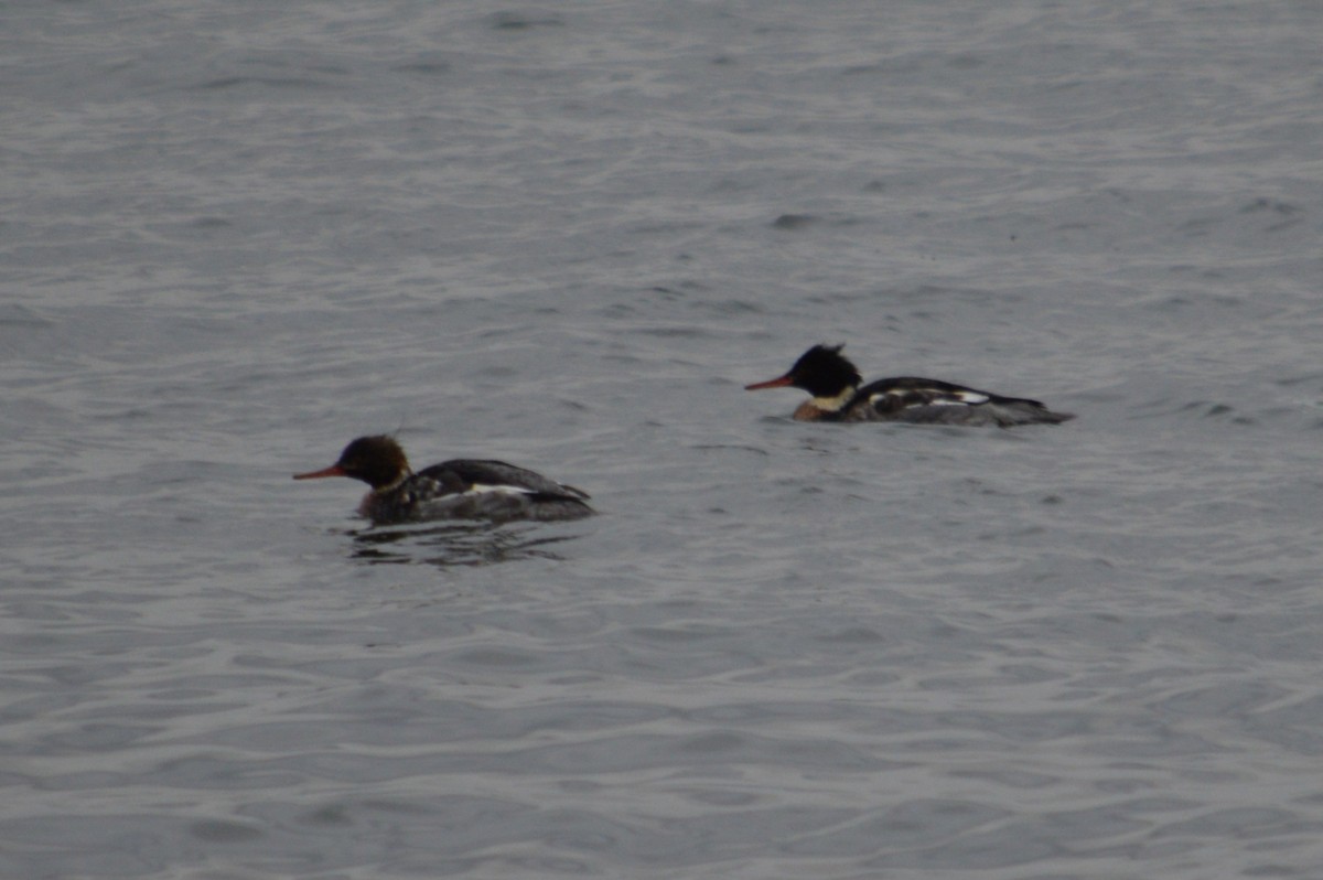 merganser sp. - ML611901710