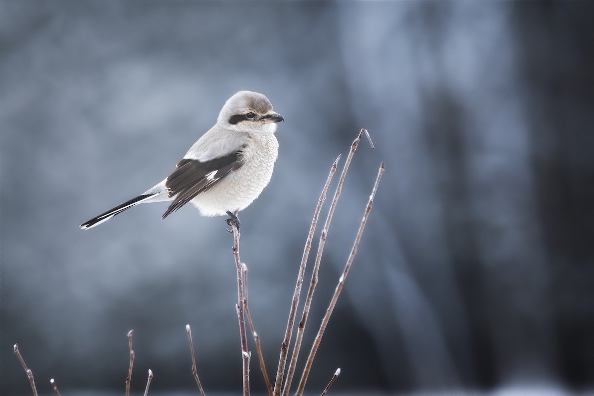 Northern Shrike - ML611901737