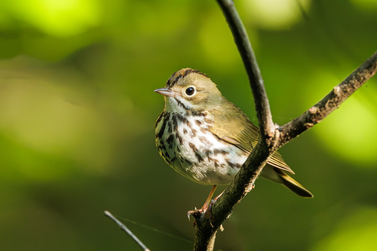 Ovenbird - Ken Janes