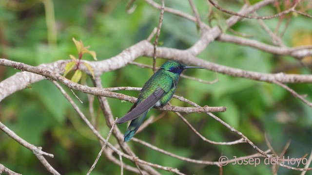 Glanz-Veilchenohrkolibri - ML611901858