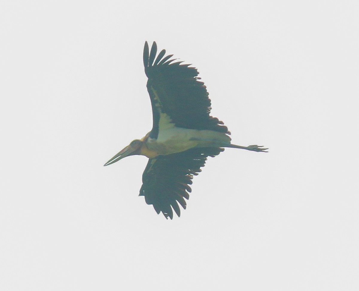 Lesser Adjutant - Riedoan  Riyad