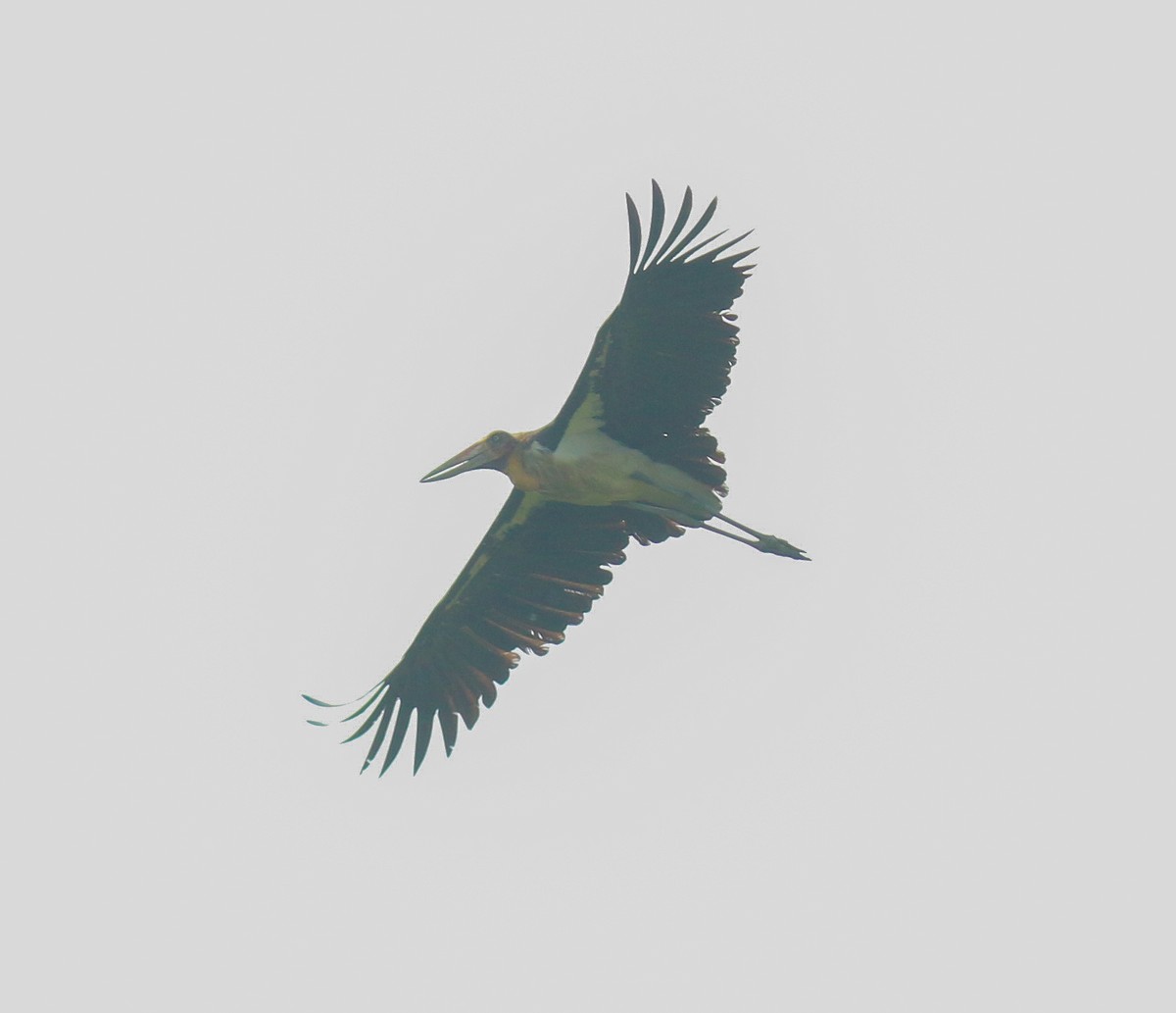 Lesser Adjutant - ML611901863