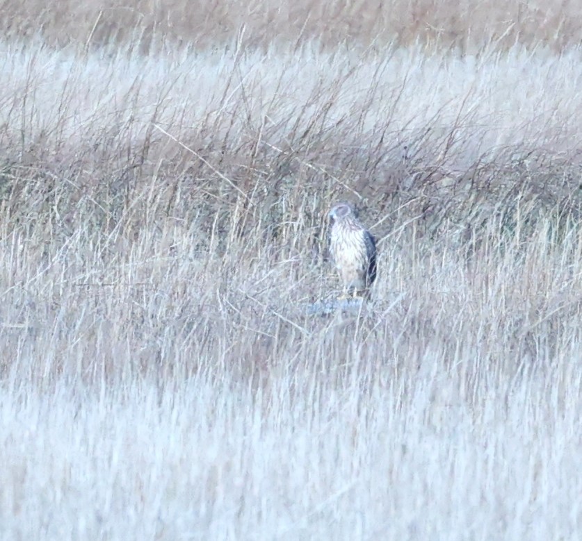 Northern Harrier - Zekiel Cornell