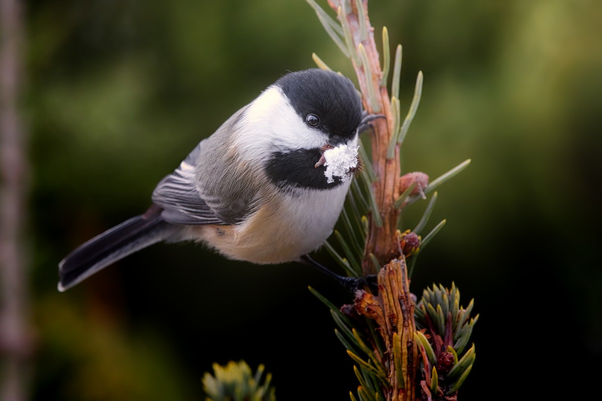 Black-capped Chickadee - ML611901933