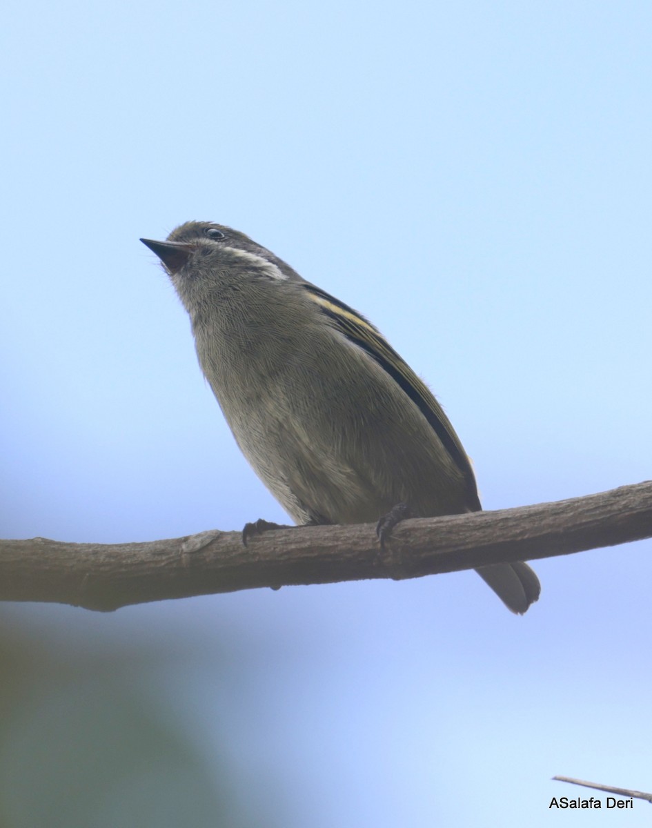 Moustached Tinkerbird - Fanis Theofanopoulos (ASalafa Deri)