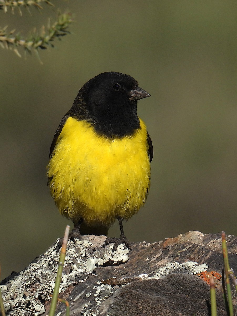 Yellow-rumped Siskin - Carlos Cabrera