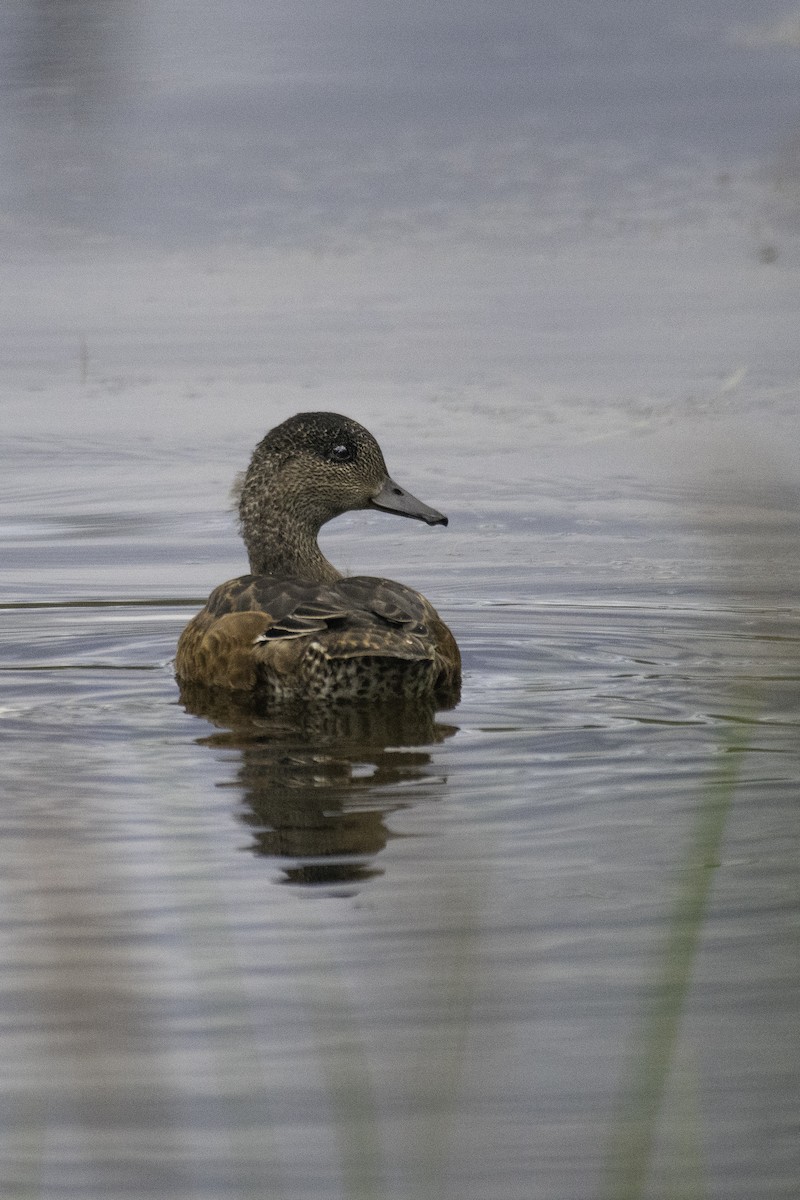 American Wigeon - Tony  Rinaud