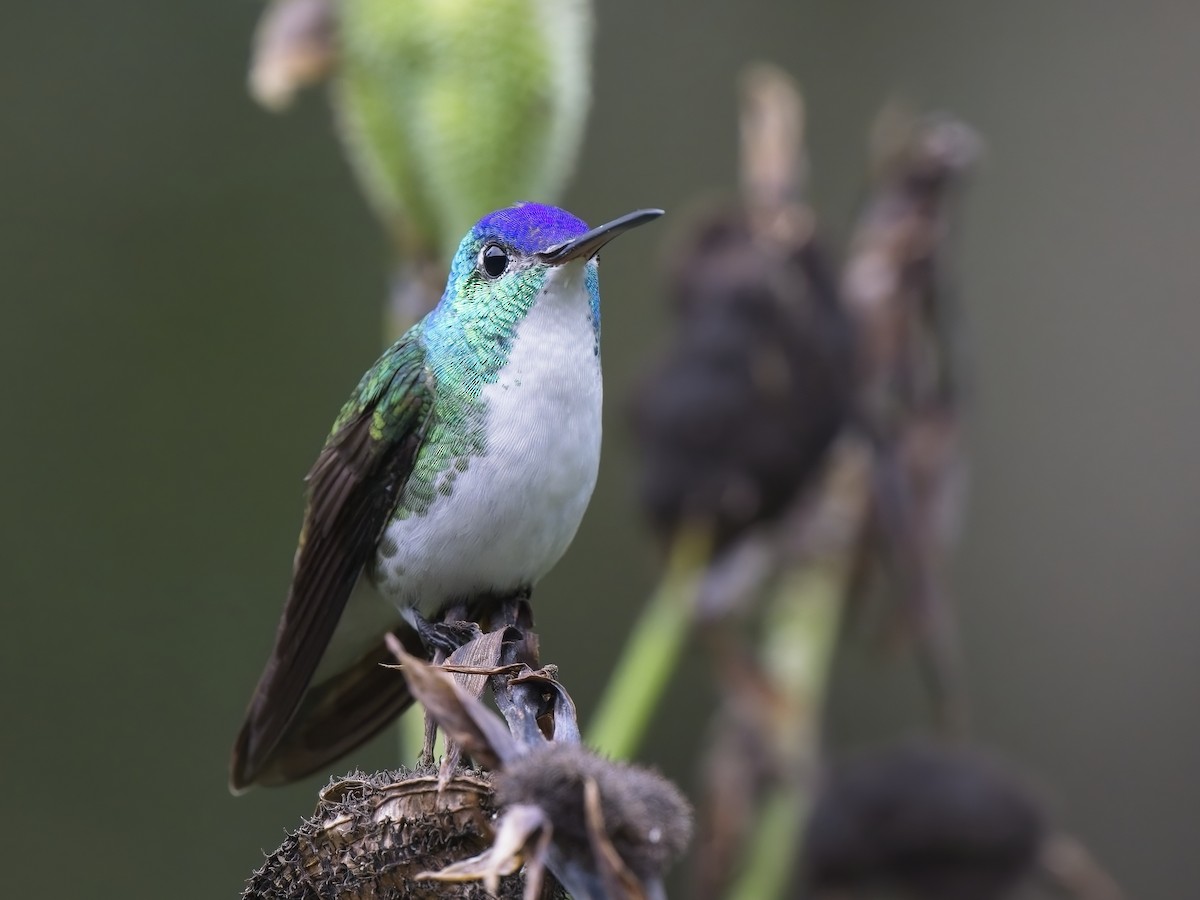 Andean Emerald - ML611902224