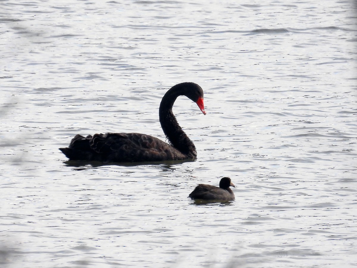 Black Swan - Michael Schramm