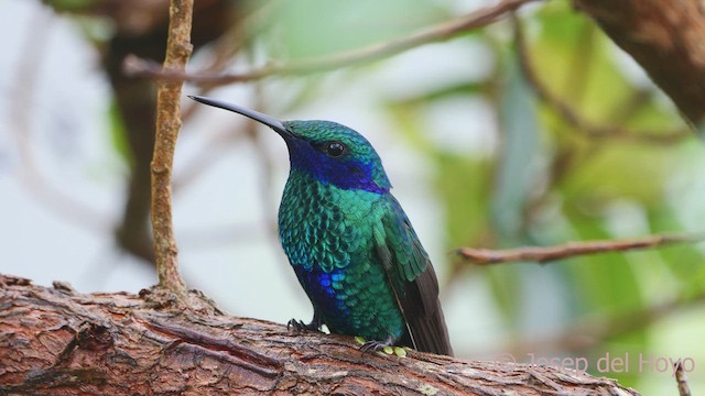 Colibrí Rutilante - ML611902258