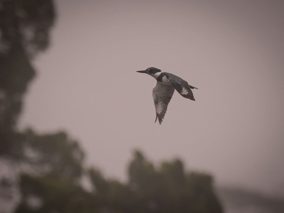 Belted Kingfisher - ML611902317