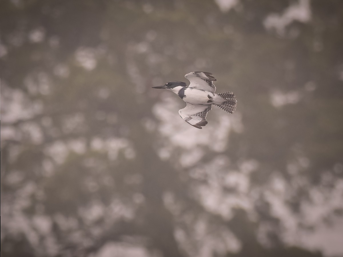 Belted Kingfisher - ML611902319