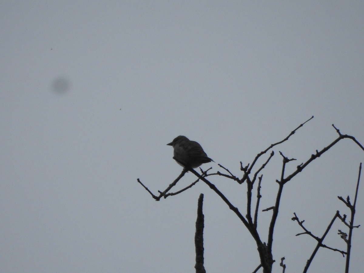 Yellow-throated Sparrow - ML611902400