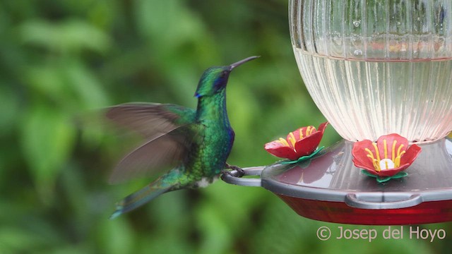 Colibrí Rutilante - ML611902441