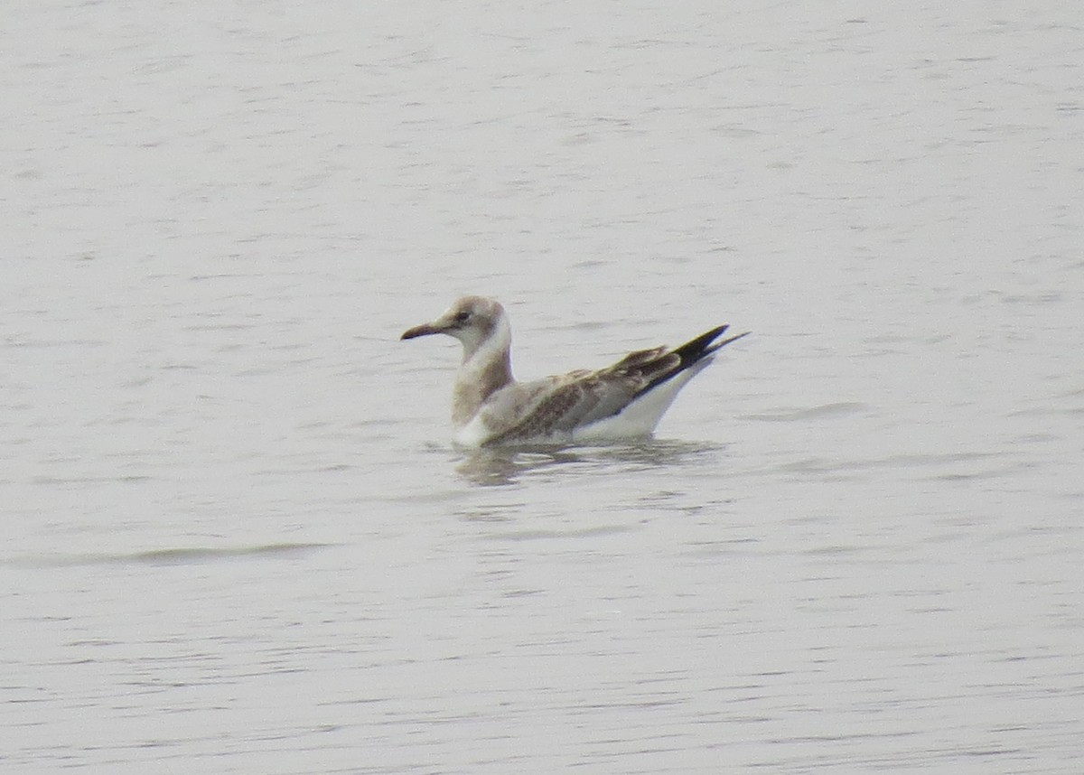 Mouette à tête grise - ML611902466