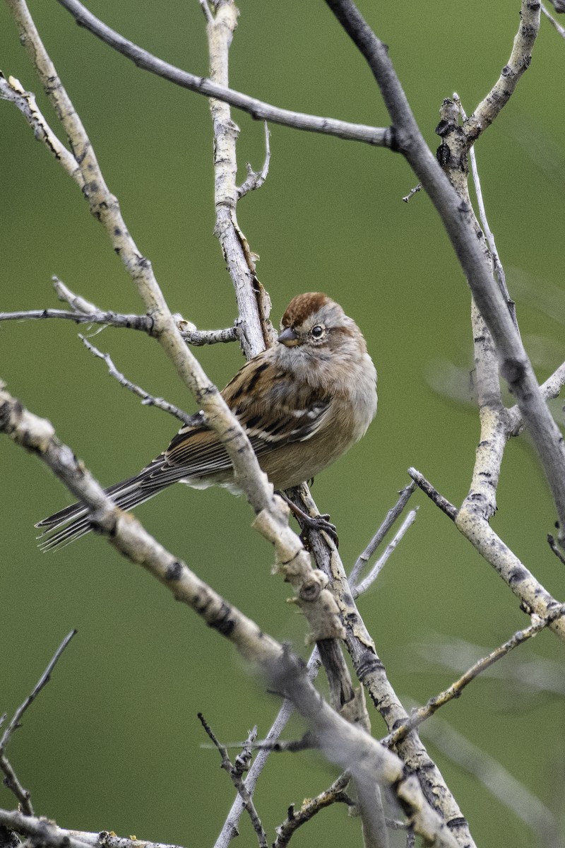 American Tree Sparrow - ML611902513