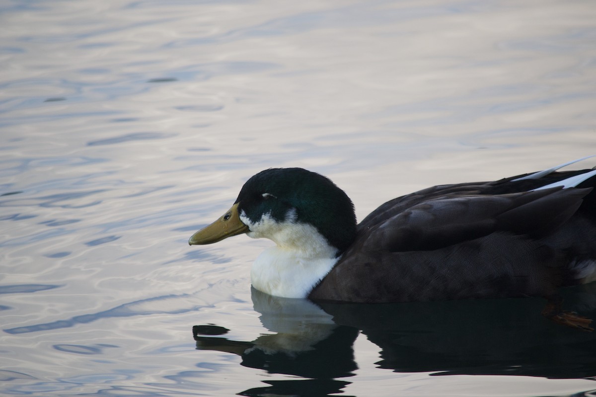 Mallard (Domestic type) - ML611902539