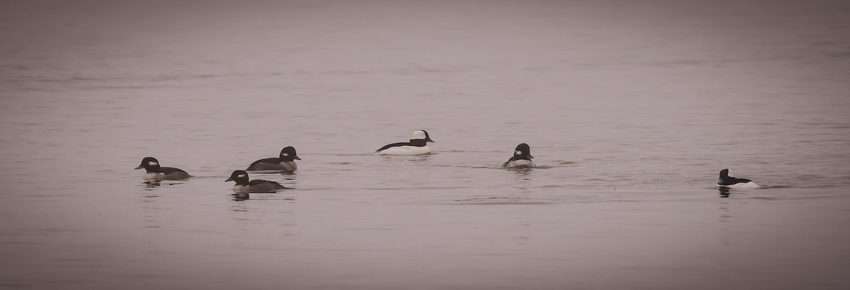 Bufflehead - ML611902542