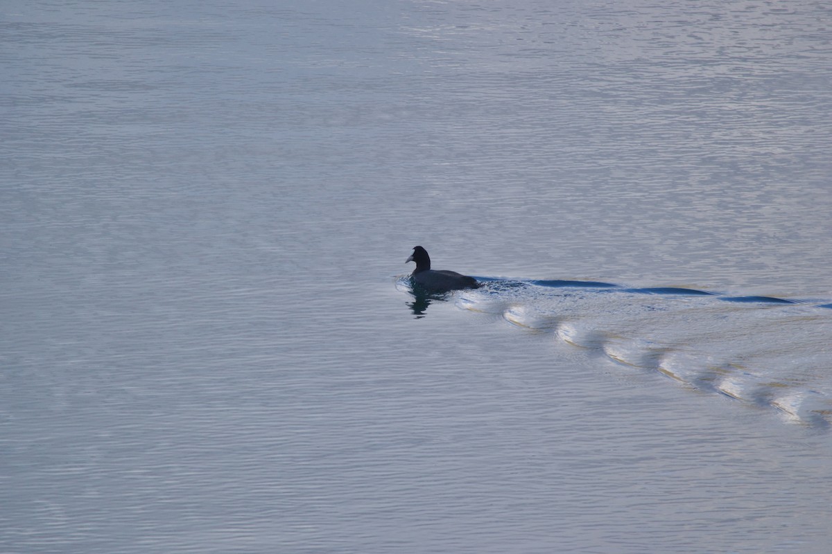 Eurasian Coot - ML611902570