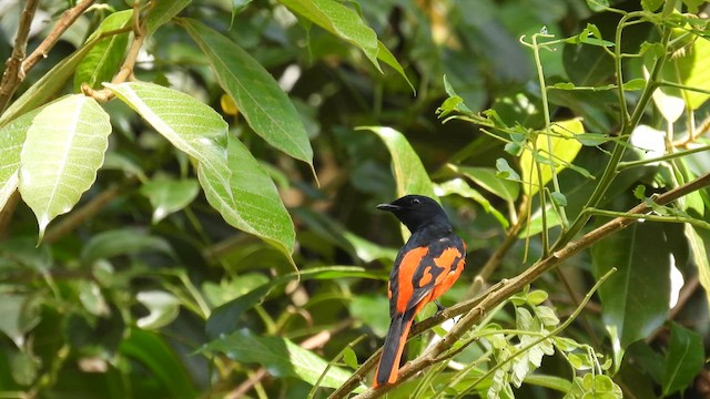 Minivet Escarlata - ML611902585