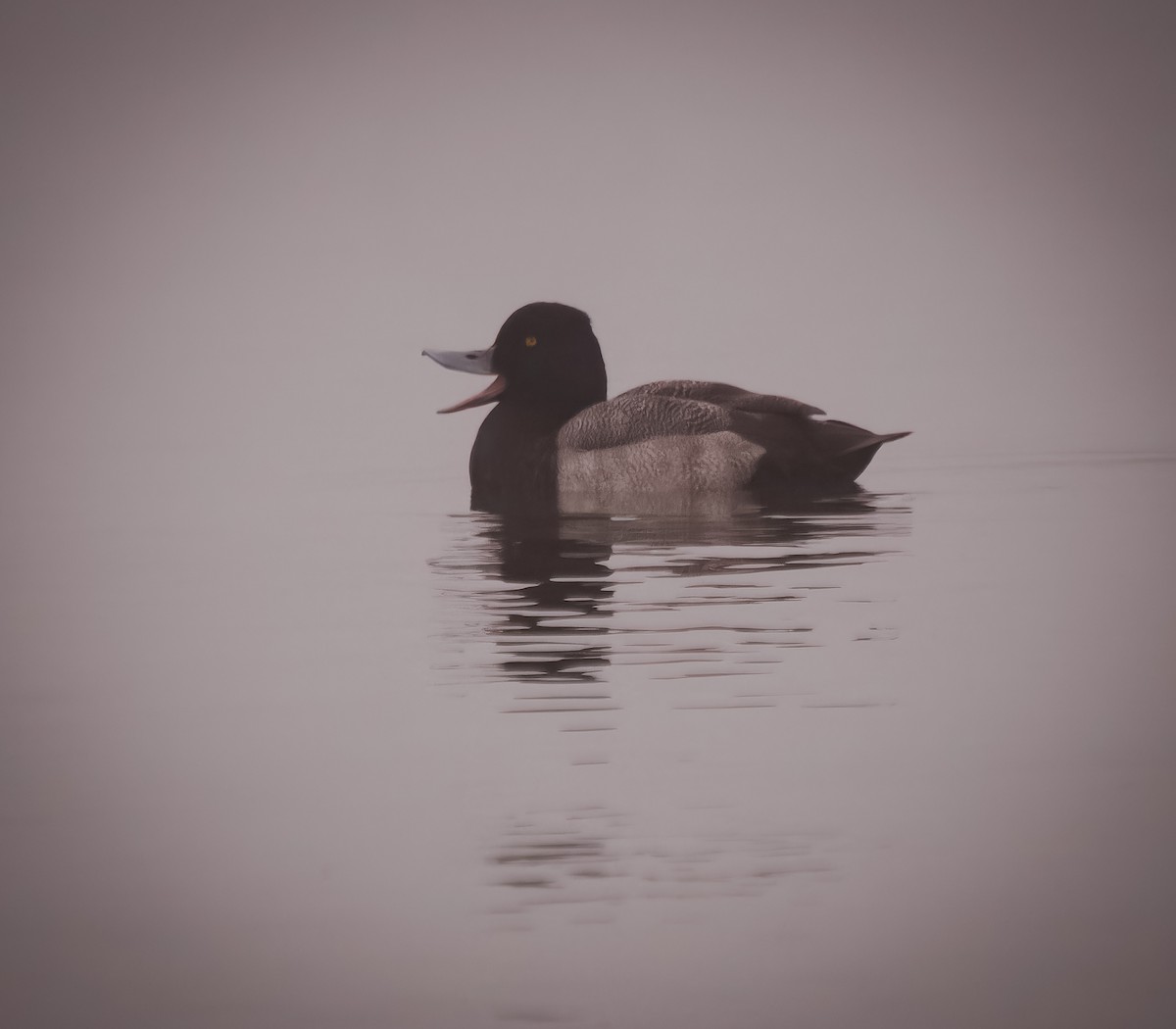 Lesser Scaup - ML611902590