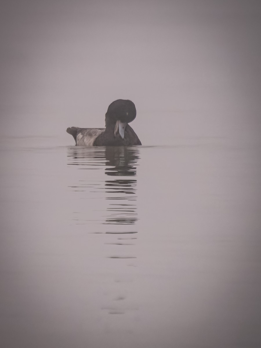 Lesser Scaup - ML611902592