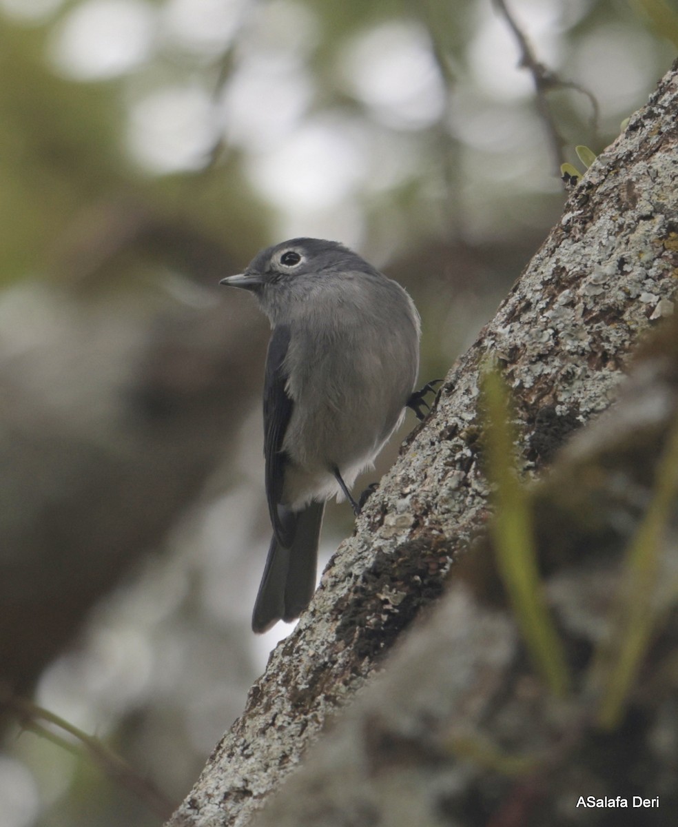 White-eyed Slaty-Flycatcher - ML611902603