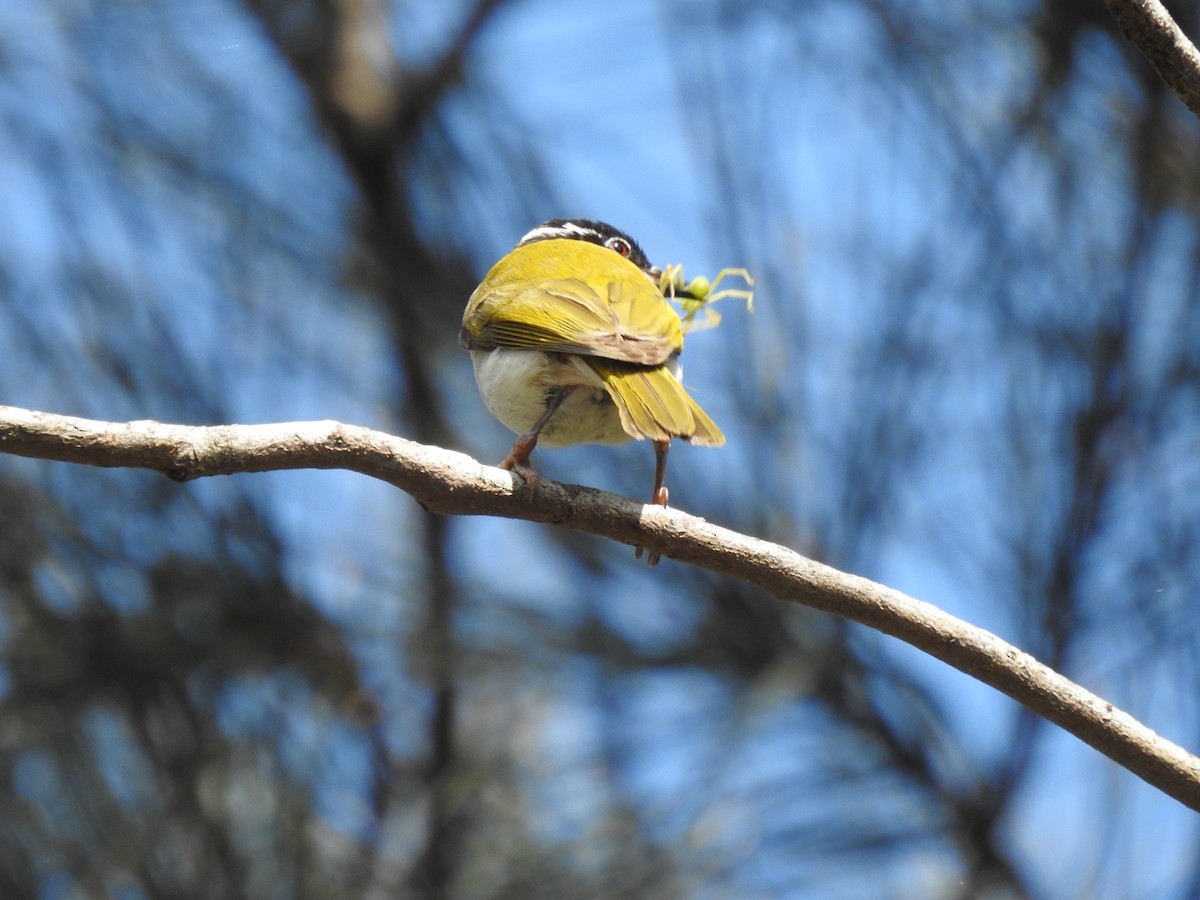 White-throated Honeyeater - ML611902640