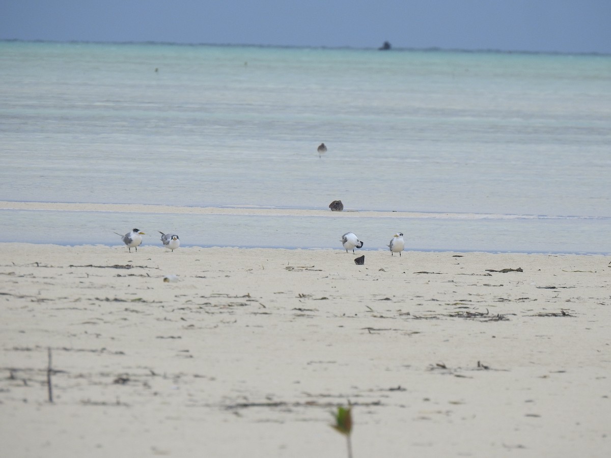 Great Crested Tern - Ann Kitalong