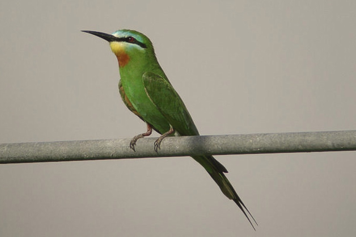 Blue-cheeked Bee-eater - Tommy Pedersen